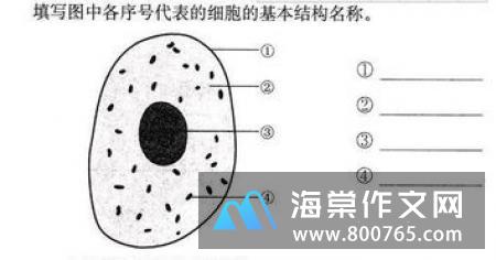 我是一台显微镜初一作文